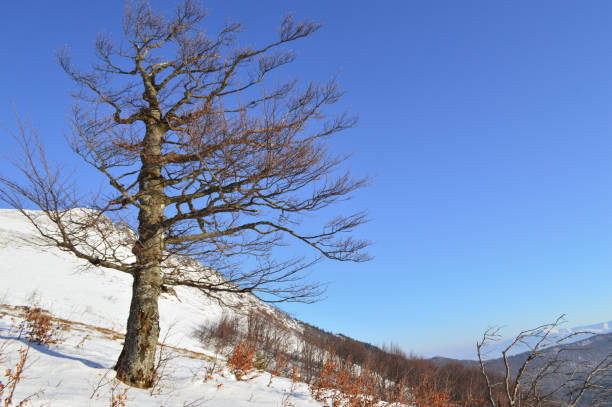 istock Beautiful winter landscape in the Carpathian mountains 1201387286
