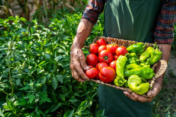 istock Mature farmer carrying vegetables in basket 1201387361