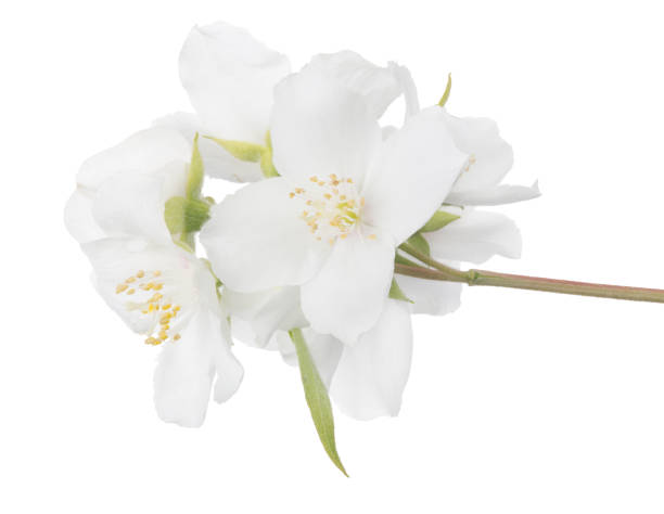 istock jasmine isolated branch with large blooms 1201388880