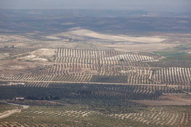 안달루시아의 올리브 나무 밭. 스페인 농업 수확 풍경입니다. 스페인 - andalusia landscape spanish culture olive tree 뉴스 사진 이미지