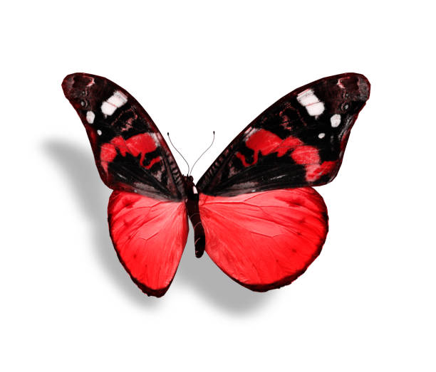 istock Color butterfly , isolated on white background 1201390197
