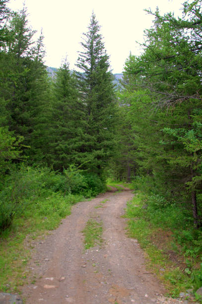 istock Forest road turns right at a tall pine tree. 1201390258