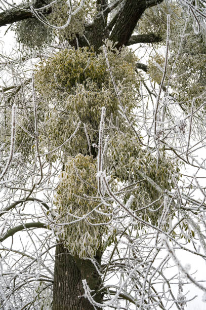 istock Mistletoe parasitic plant on a frozen tree in winter 1201390391