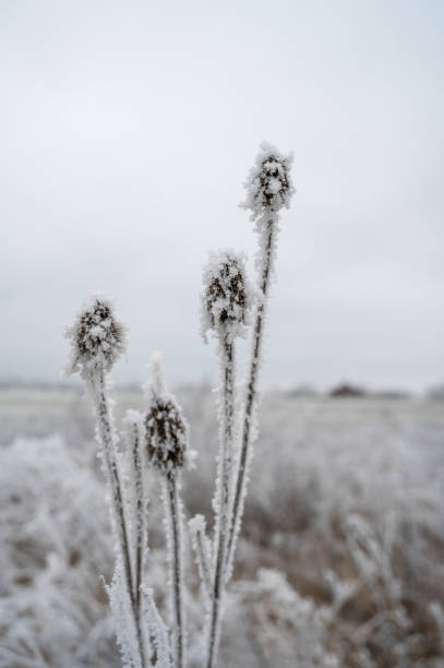 istock Frozen plants in winter with the hoarfrost 1201390506