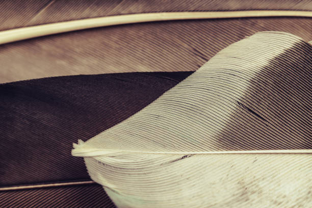 istock Close up Beautiful Bird feather pattern background for design texture. Macro photography view. 1201390692