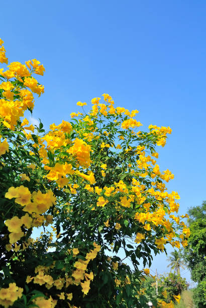 istock Yellow trumpet-flower blooming with blue sky background 1201390721