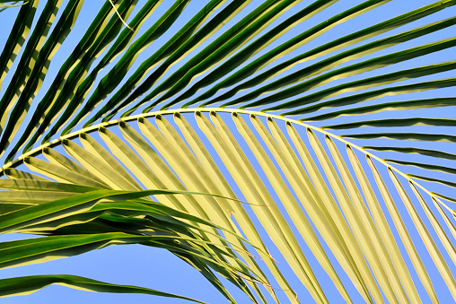 Close up of green coconut leaf with blue sky background