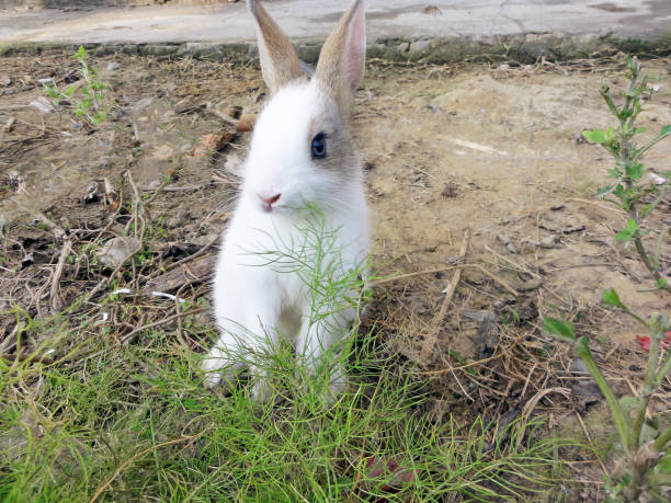 istock Rabbit baby looking at the side with raising the ear. 1201391569
