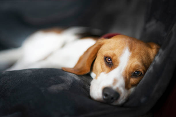 Beagle dog tired sleeps on a cozy couch with blanket