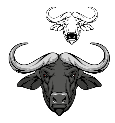 Buffalo head vector cartoon mascot, african savanna animal. Wild ox, carabao or bison bull with fused horns and gray muzzle, mascot of hunting, sport club
