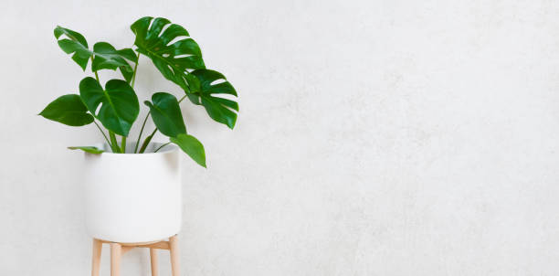 Flower pot with plant on grunge wall background with space
