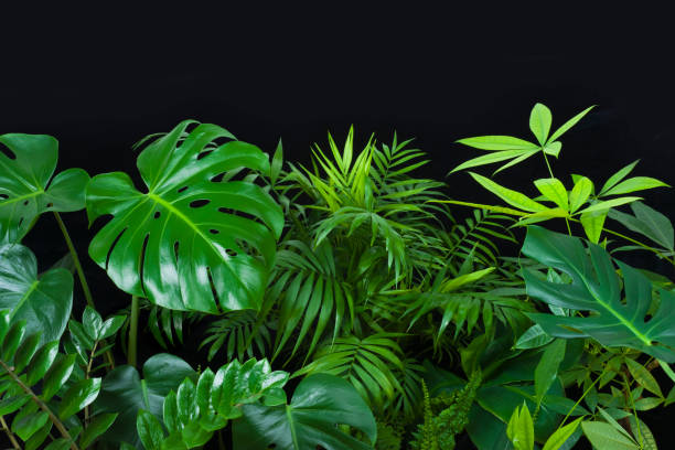 Green leaves of tropical forest plants on black background Green leaves of tropical forest plants on black background monstera photos stock pictures, royalty-free photos & images