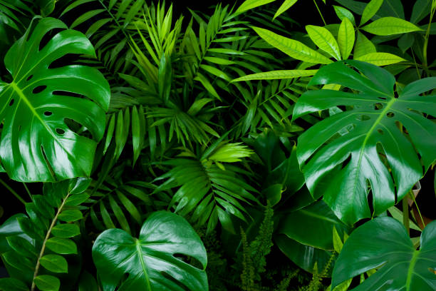 きれいな熱帯植物の葉からの暗い緑の葉の自然の背景 - 観葉植物 ストックフォトと画像