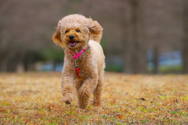 istock dog 243 Dog-walking 1201393492
