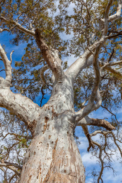 istock Looking up at beautiful intricate branches of eucalyptus tree in Australia 1201394494