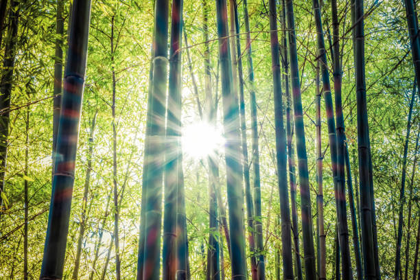 istock Sunshine through bamboo forest beautiful warm photo 1201394729