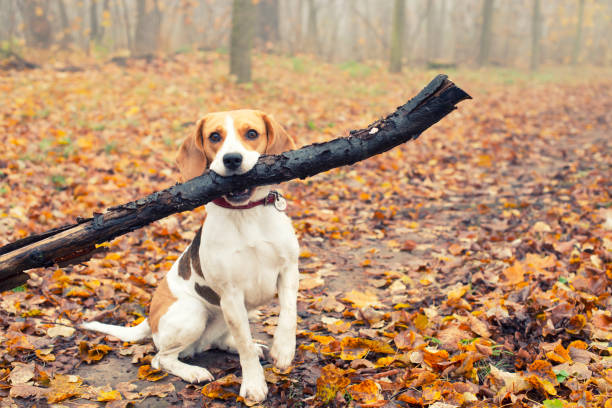 istock Beagle dog in the autumn forest plays with stick 1201394925