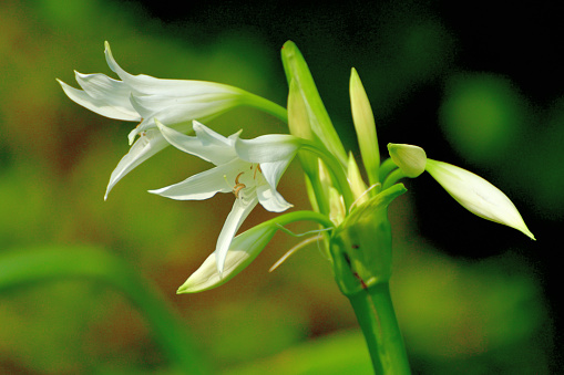 Crinum powellii, commonly called swamp lily, is a bulbous perennial, sometimes evergreen, with umbels of fragrant, funnel-shaped light pink or white flower held well above the strap-shaped leaves, blooming from summer to early autumn.
