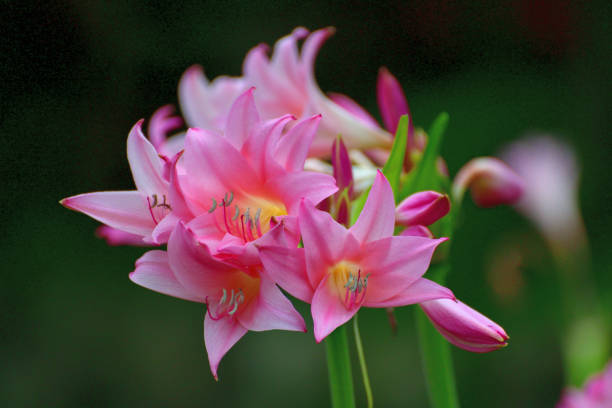 Crinum powellii, commonly called swamp lily, is a bulbous perennial, sometimes evergreen, with umbels of fragrant, funnel-shaped light pink or white flower held well above the strap-shaped leaves, blooming from summer to early autumn.