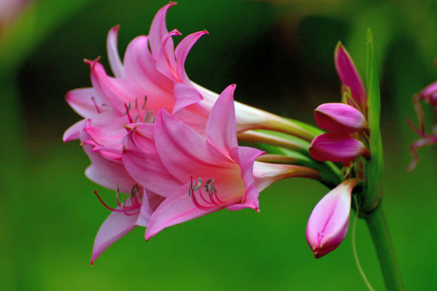 Crinum powellii, commonly called swamp lily, is a bulbous perennial, sometimes evergreen, with umbels of fragrant, funnel-shaped light pink or white flower held well above the strap-shaped leaves, blooming from summer to early autumn.