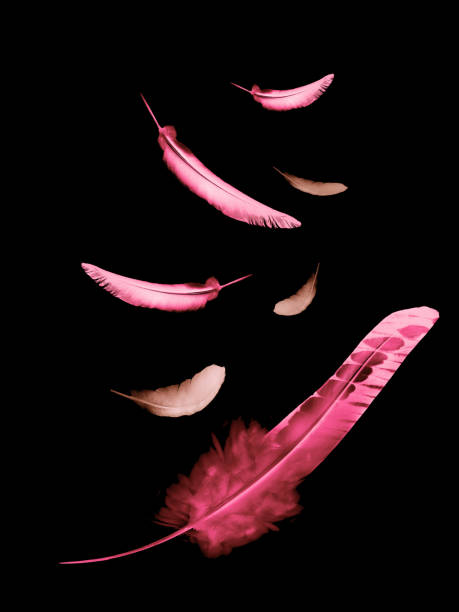 istock Beautiful color feathers isolated on black background 1201395267
