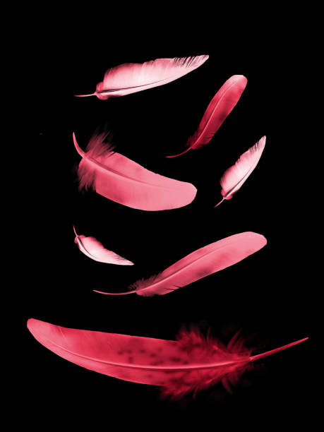 istock Beautiful color feathers isolated on black background 1201395279