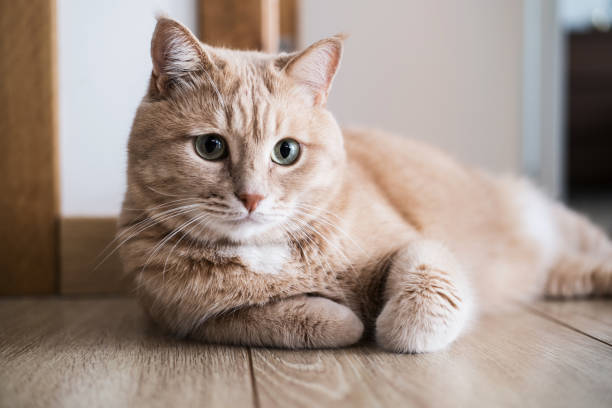 istock Red cat seating and at home 1201395944