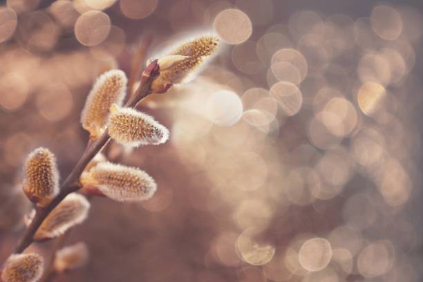 istock Fresh spring catkin branch and beautiful bokeh on the background 1201396464