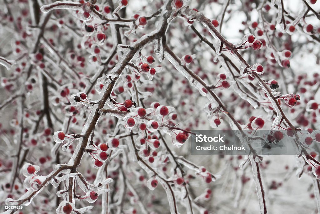 Bacche rosse e ghiaccio. - Foto stock royalty-free di Albero