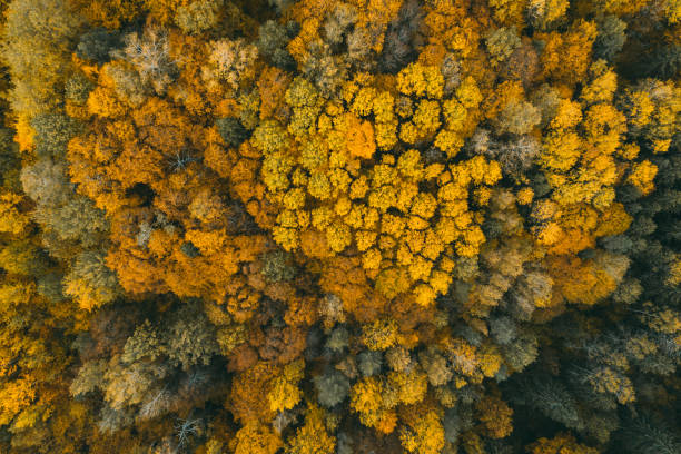 istock Autumn forest aerial drone view. 1201398985