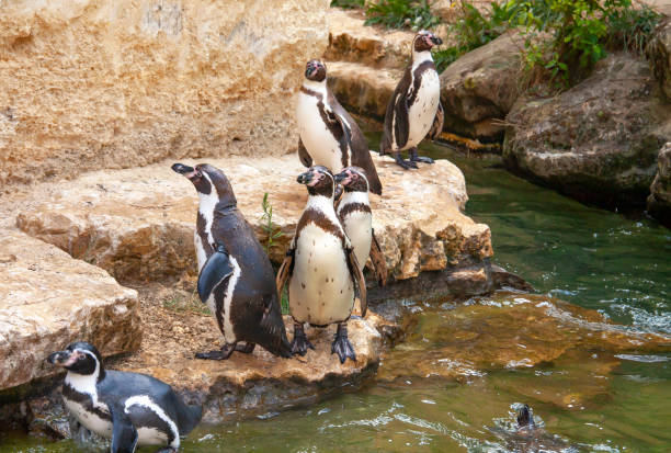 Life of penguins in a captivity in Jungle Park, Tenerife