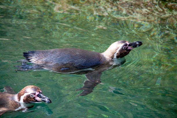 istock Humboldt penguin - Spheniscus humboldti - in close-up 1201399289