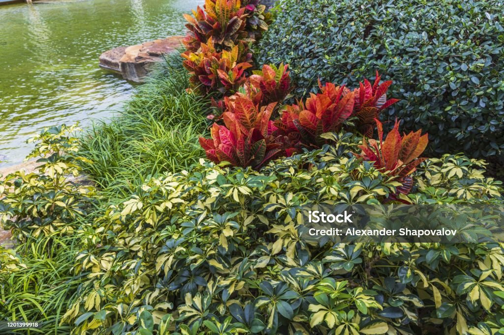 Foto de Vista De Perto Da Bela Planta Tropical Com Flores Verdes E  Vermelhas Em Fundo De Córrego Fundos Vermelhos Verdes Naturais e mais fotos  de stock de Abstrato - iStock