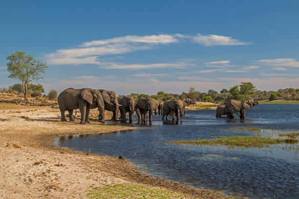 istock African elephant (Loxodonta africana) on the river in Botswana, Africa, 1201400042