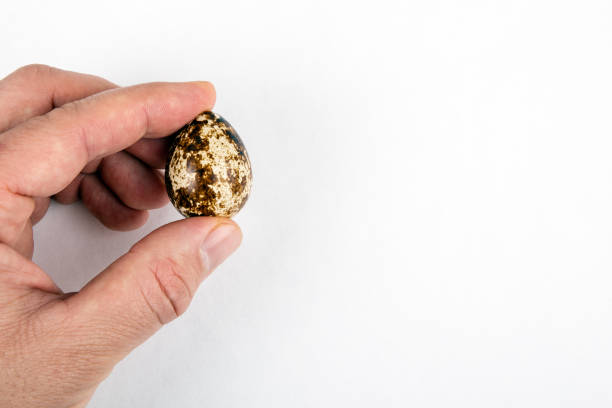 istock Quail egg in a man's hand on white background. Easter, Food, Animals and Life concept 1201401447