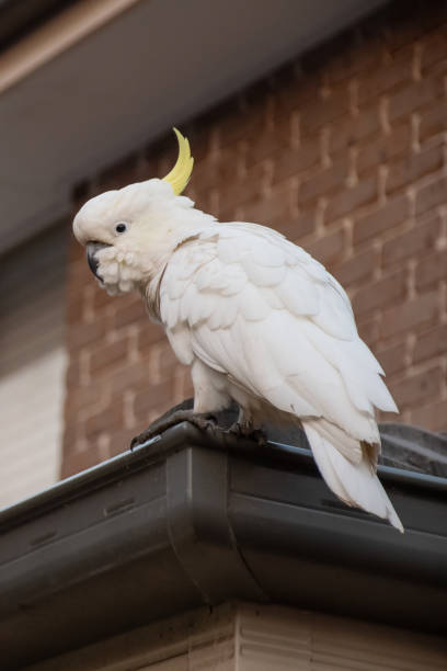 istock Sulphur-crested cockatoo sitting on a roof corner 1201404182