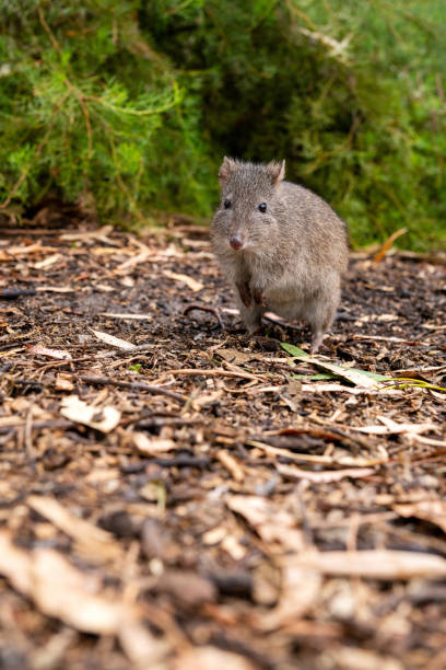 potoroo de nariz longo um marsupial australiano - potoroo - fotografias e filmes do acervo