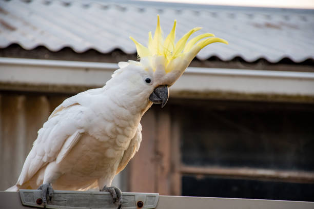 istock Curious sulphur-crested cockatoo sitting on the fence with opened crest 1201404564