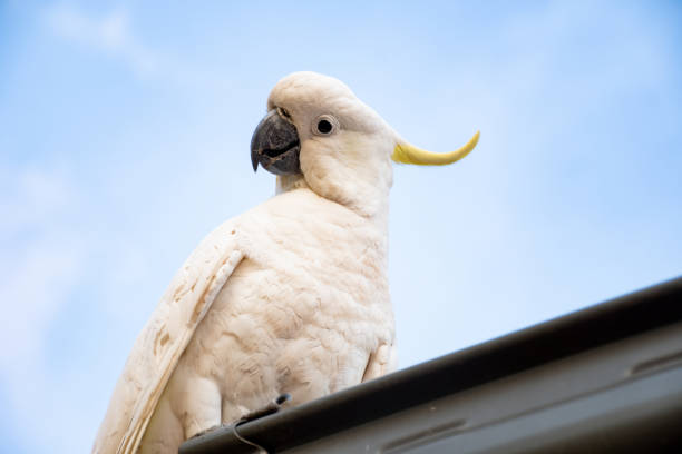 istock Curious sulphur-crested cockatoo looking down from the roof 1201405375