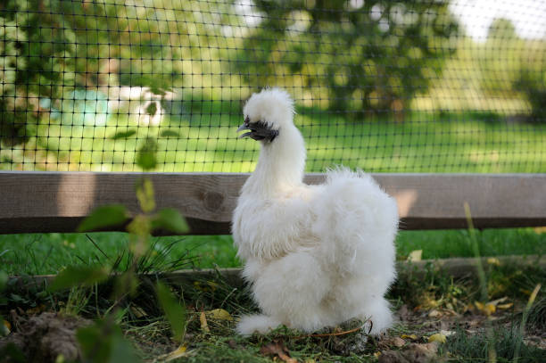 Cute white adult Chinese silkie chicken walking outdoors in summer