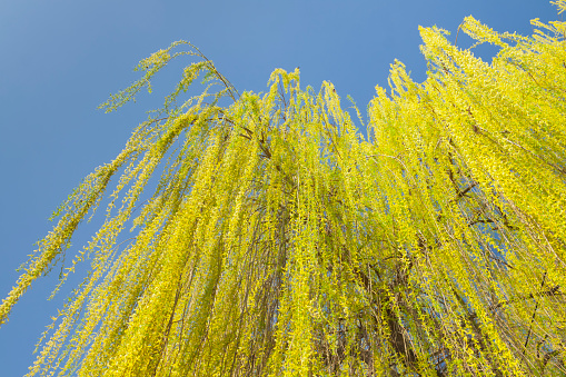 Yellow branches leaves and flowers of weeping willow sunlit in the springtime