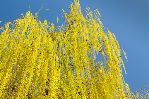 Yellow branches leaves and flowers of weeping willow sunlit in the springtime