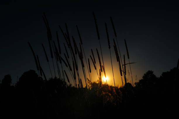 istock Silhouette of Timothy Grass Lit by Setting Sun 1201408711