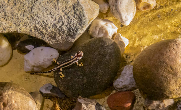 high angle shot showing a Luristan newt in wet ambiance