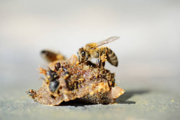Abeille de miel recueillant des granules de propolis - Photo
