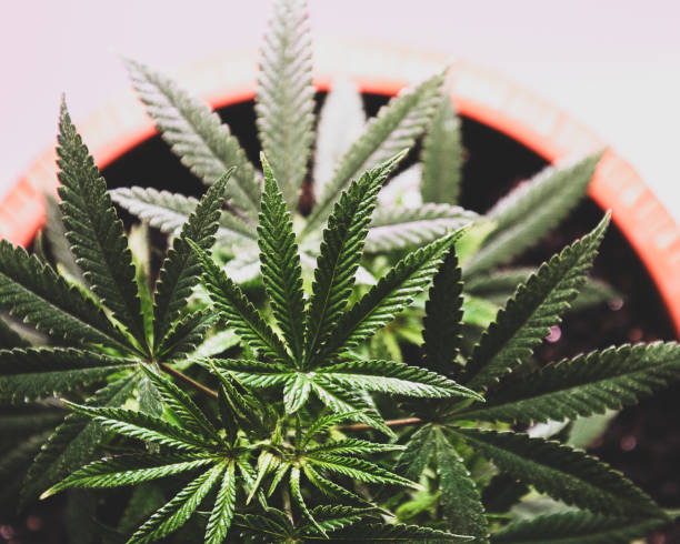 istock cannabis bush top view with leaves toned 1201410661