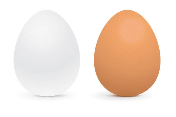 흰자와 갈색 계란 - white background brown animal egg ellipse stock illustrations