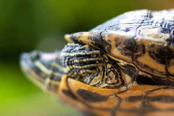 istock Red Eared Terrapin - Trachemys scripta elegans. Red eared slider turtle in the summer sunlight 1201414284