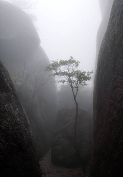 Young tree in fog stock photo