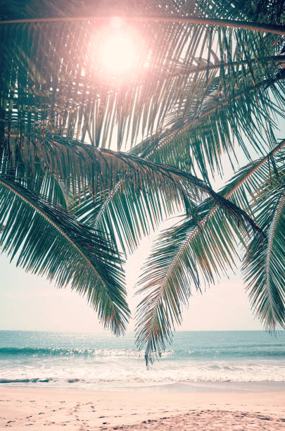 istock Sun shines through palm leaves. 1201416381